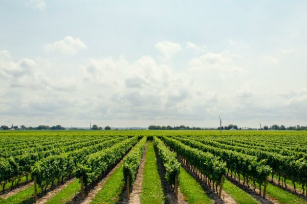 El Brandy Penedès es el destilado español más vendido en el mundo