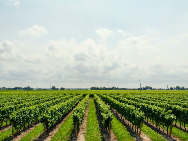 El Brandy Penedès es el destilado español más vendido en el mundo